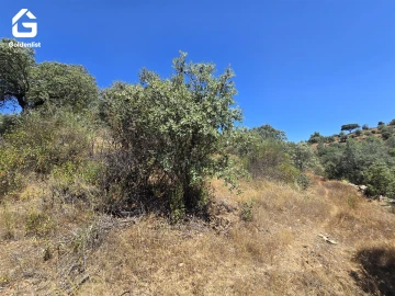 Terreno Agricola ou Rústico para Venda em Idanha-A-Nova e Alcafozes