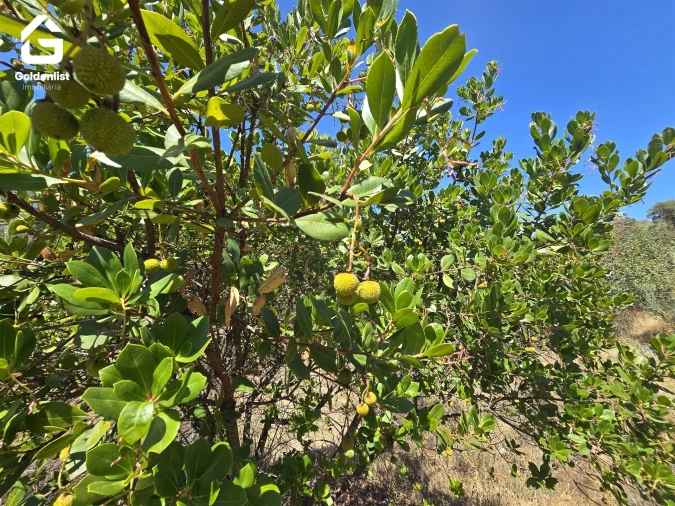 Terreno Agricola ou Rústico para Venda em Idanha-A-Nova e Alcafozes Foto 15