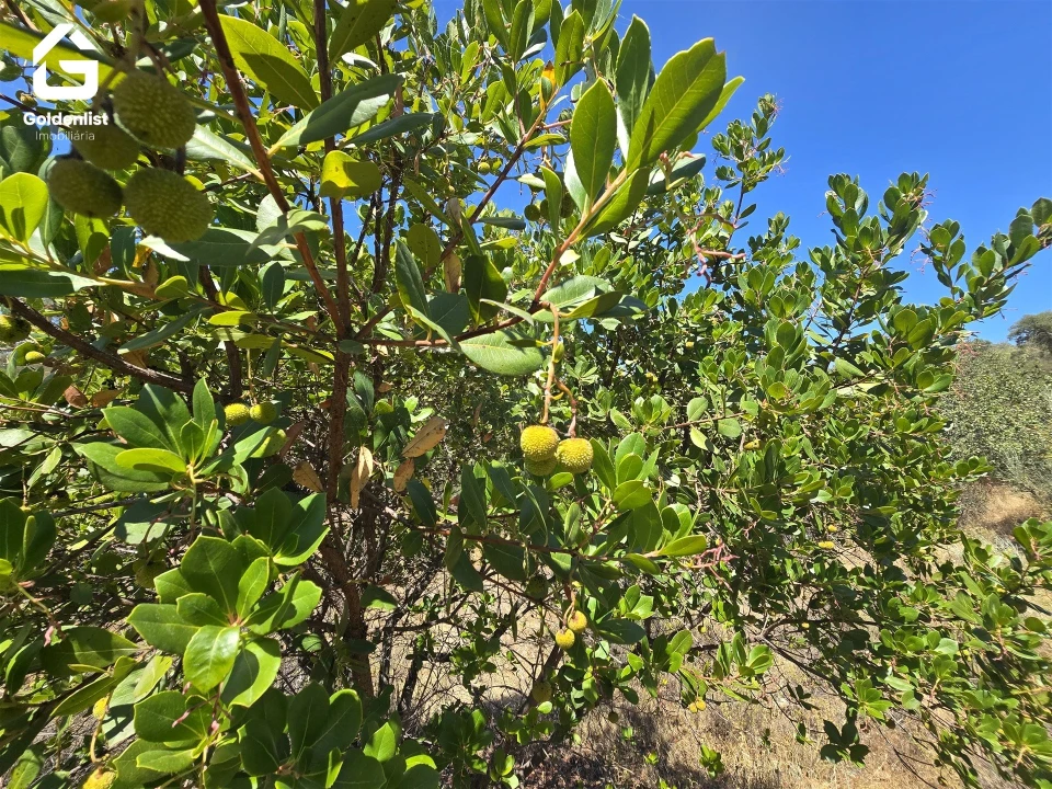 Terreno Agricola ou Rústico para Venda em Idanha-A-Nova e Alcafozes Foto 15