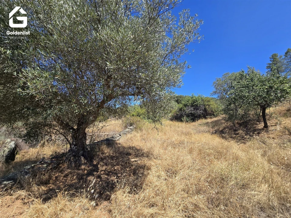 Terreno Agricola ou Rústico para Venda em Idanha-A-Nova e Alcafozes Foto 11