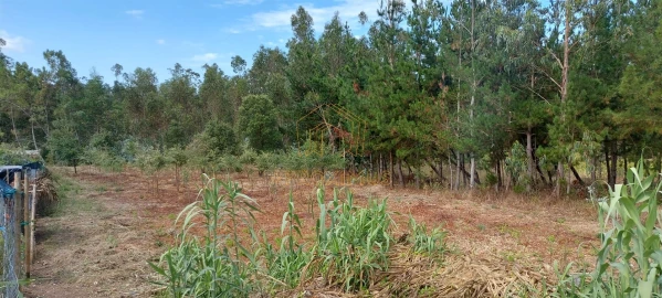 Terreno para Venda em Paião