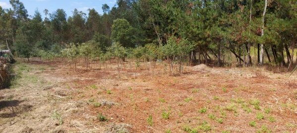 Terreno para Venda em Paião