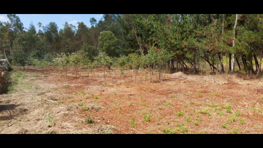 Terreno para Venda em Paião