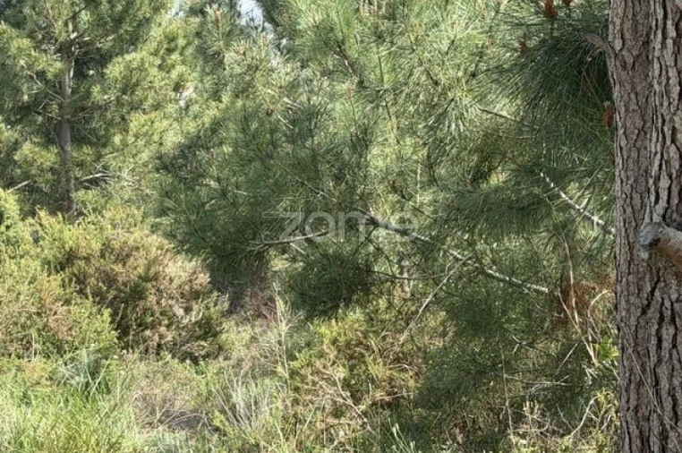Terreno para Venda em Quinta do Conde Foto 9