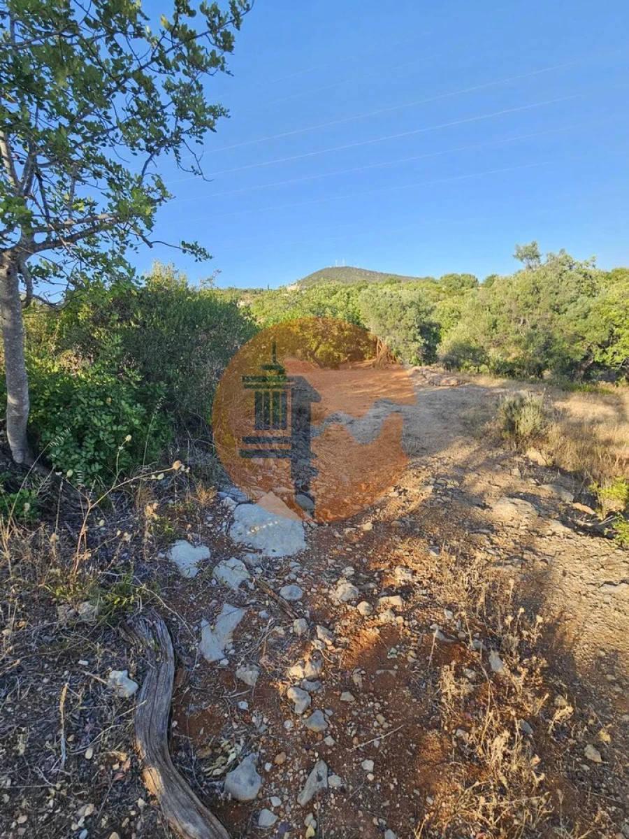 Terreno para Venda em Conceição e Estoi Foto 17