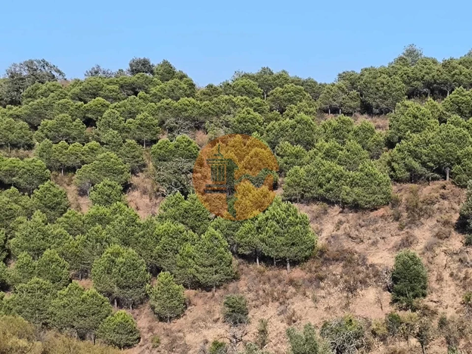 Terreno para Venda em Azinhal Foto 4