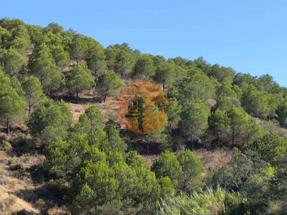 Terreno para Venda em Azinhal Foto 24