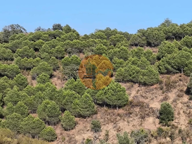 Terreno para Venda em Azinhal Foto 4