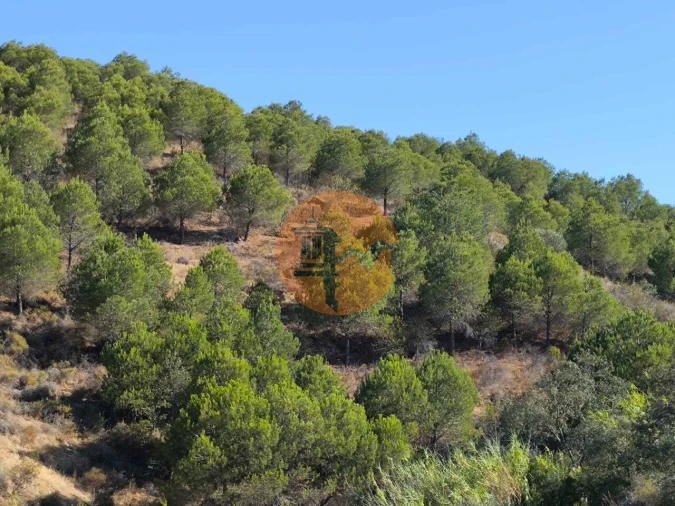 Terreno para Venda em Azinhal Foto 24