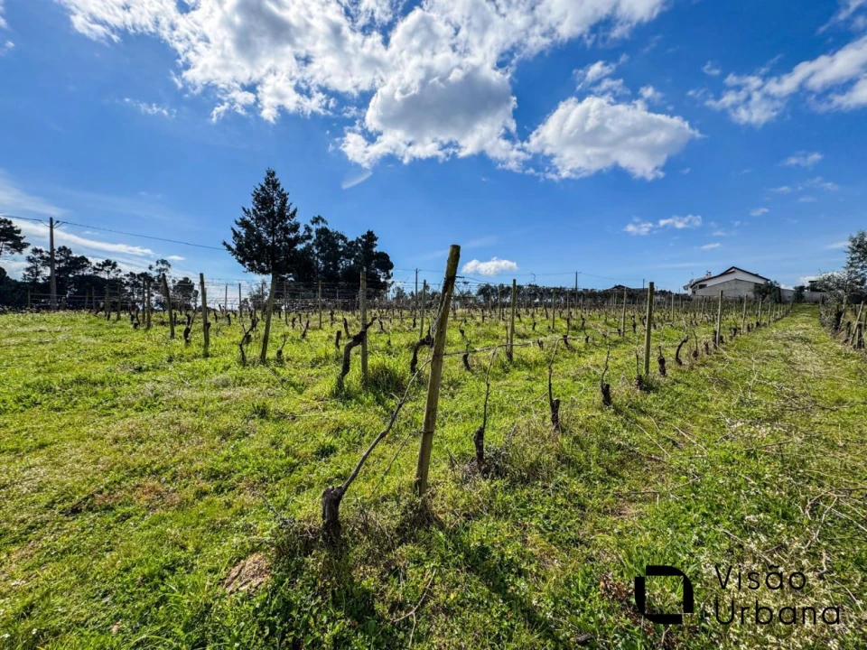 Terreno para Venda em Silgueiros Foto 18