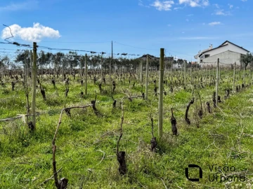 Terreno para Venda em Silgueiros