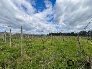 Terreno para Venda em Silgueiros