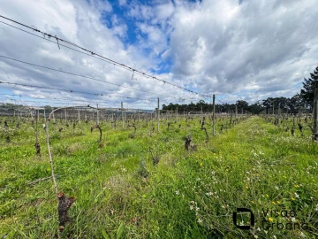 Terreno para Venda em Silgueiros