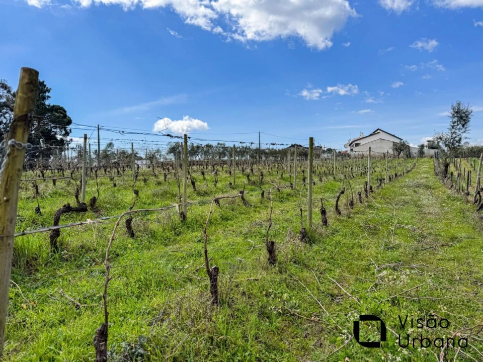 Terreno para Venda em Silgueiros Foto 17