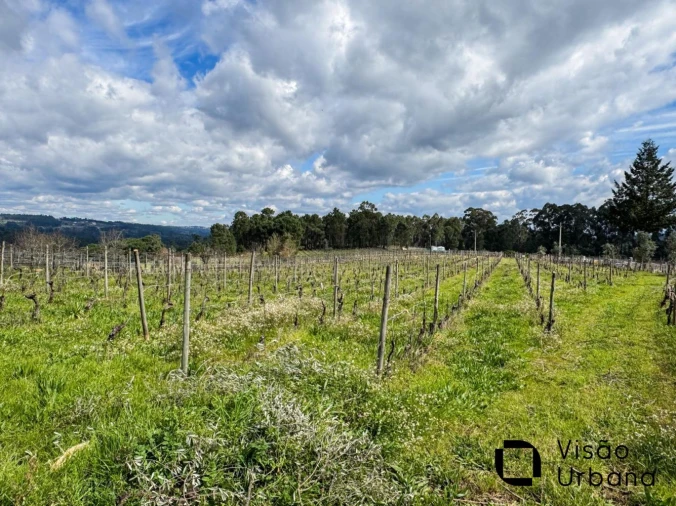 Terreno para Venda em Silgueiros Foto 27