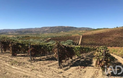 Terreno para Venda em Vila Flor e Nabo