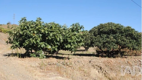 Terreno para Venda em Vila Flor e Nabo