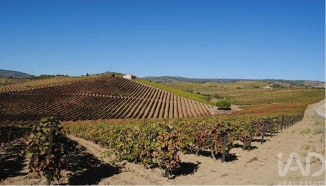 Terreno para Venda em Vila Flor e Nabo