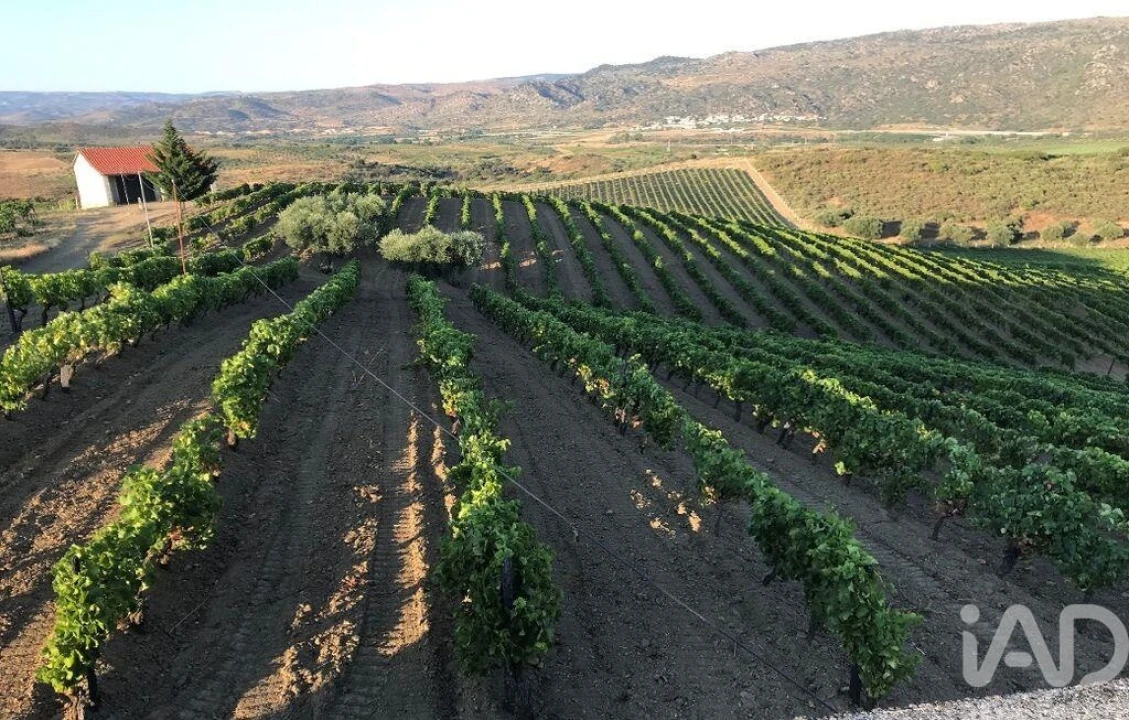 Terreno para Venda em Vila Flor e Nabo Foto 1