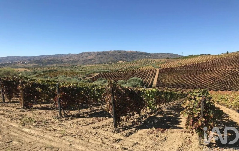 Terreno para Venda em Vila Flor e Nabo Foto 5
