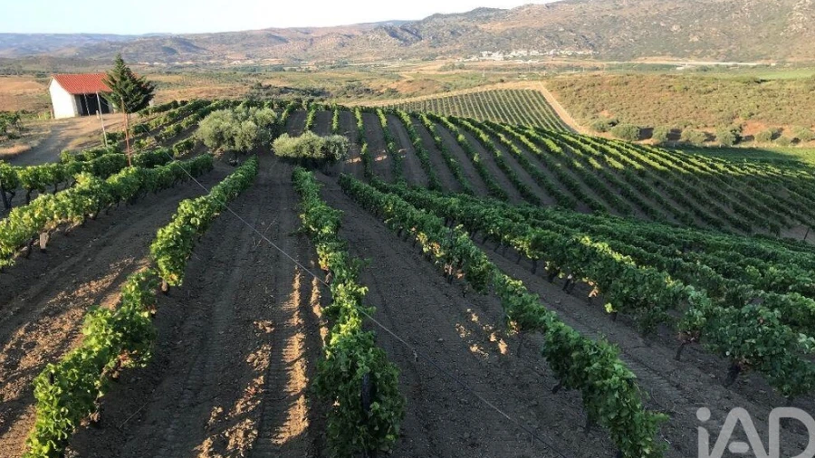 Terreno para Venda em Vila Flor e Nabo