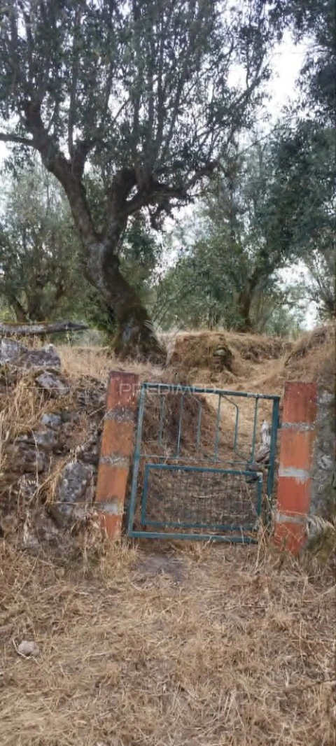 Quinta T3 para Venda em Santa Maria da Devesa
