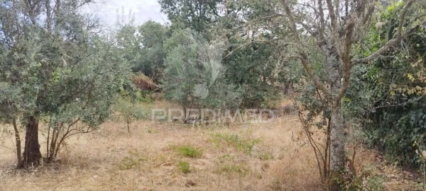 Quinta T3 para Venda em Santa Maria da Devesa