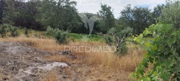 Quinta T3 para Venda em Santa Maria da Devesa