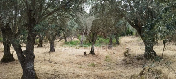 Quinta T3 para Venda em Santa Maria da Devesa