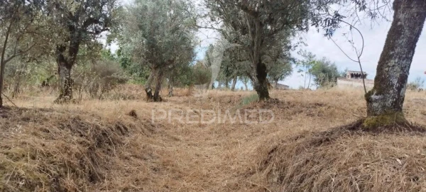 Quinta T3 para Venda em Santa Maria da Devesa