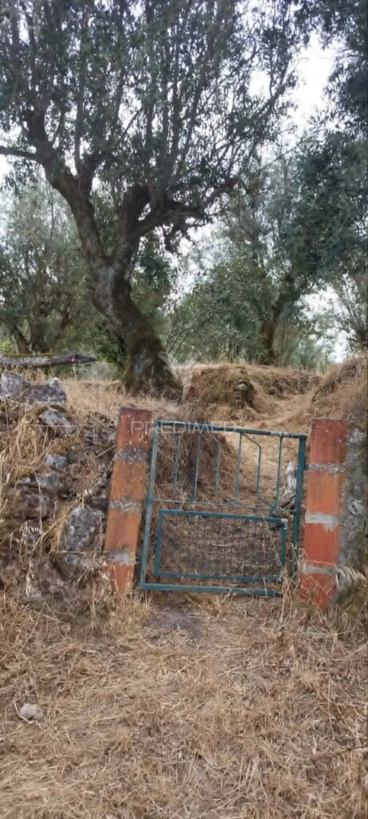 Quinta T3 para Venda em Santa Maria da Devesa Foto 13