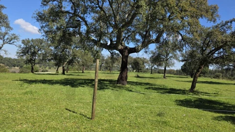 Quinta T4 para Venda em Benavente