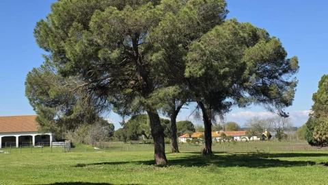 Quinta T4 para Venda em Benavente