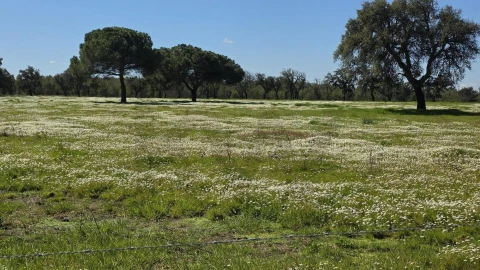 Quinta T4 para Venda em Benavente