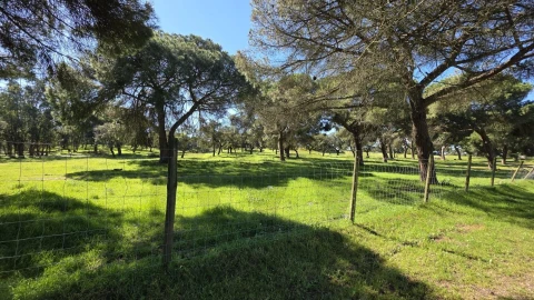 Quinta T4 para Venda em Benavente