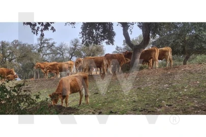 Quinta T4 para Venda em Benavente