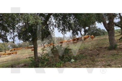 Quinta T4 para Venda em Benavente