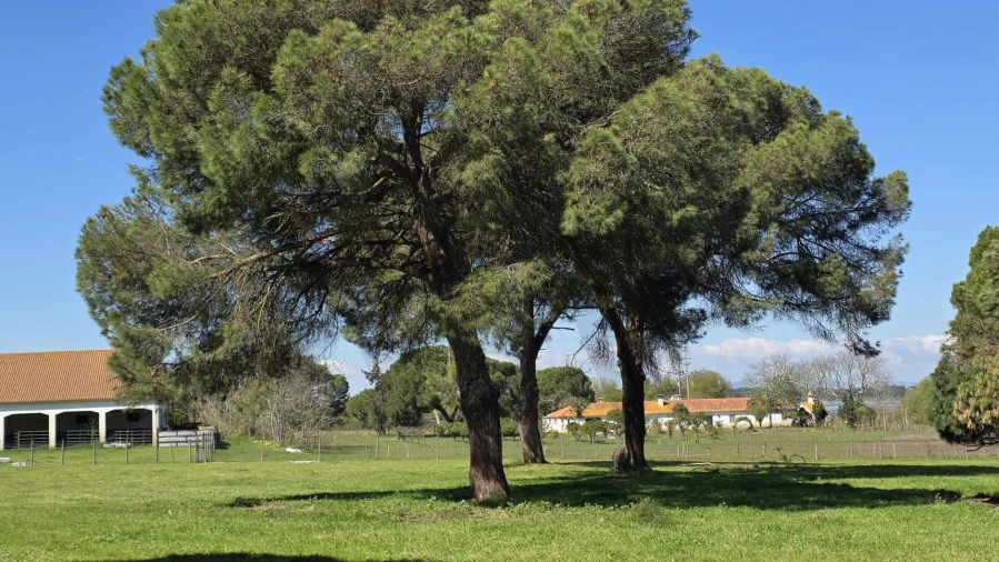 Quinta T4 para Venda em Benavente Foto 24
