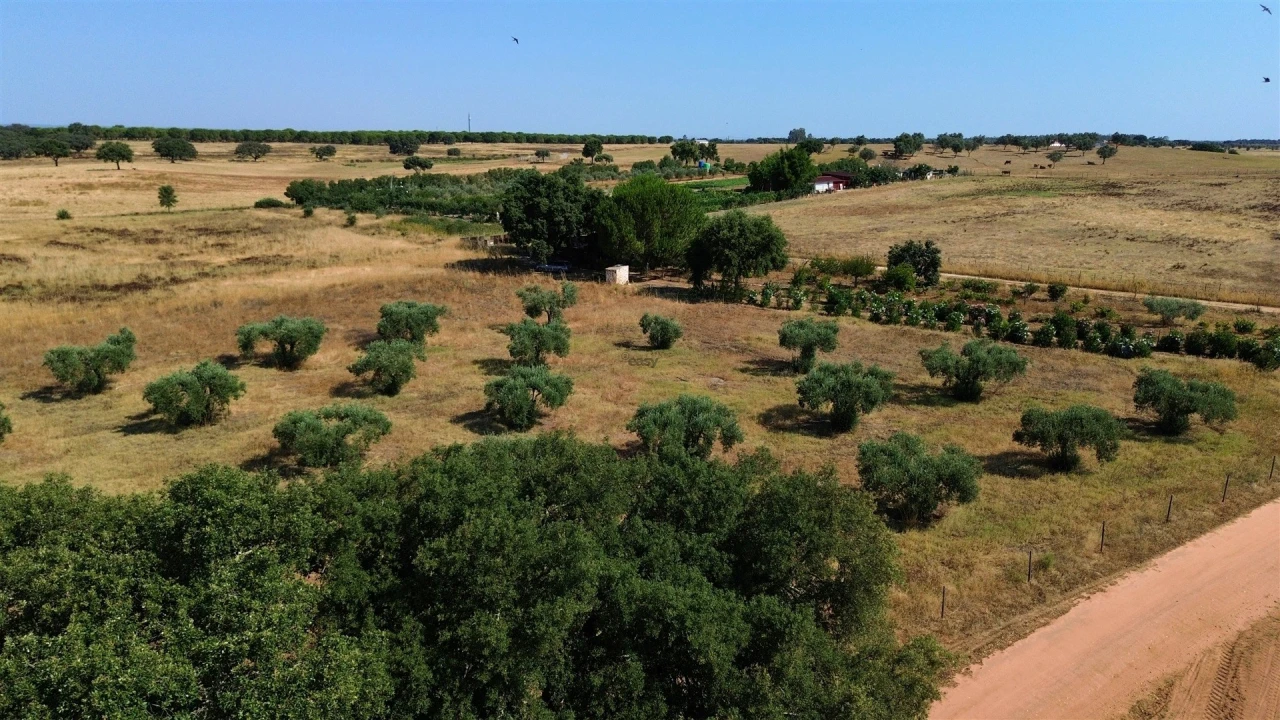 Terreno Agricola ou Rústico para Venda em Alvalade Foto 6