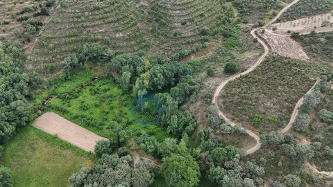 Terreno Agricola ou Rústico para Venda em Agrobom, Saldonha e Vale Pereiro