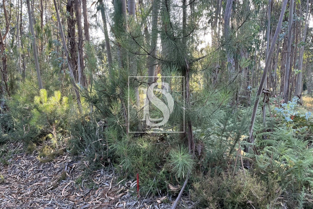 Terreno para Venda em Canas de Santa Maria Foto 5