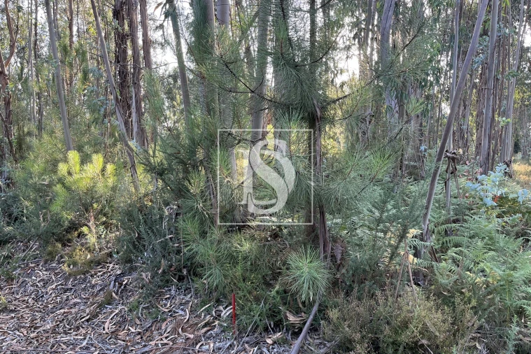 Terreno para Venda em Canas de Santa Maria Foto 5