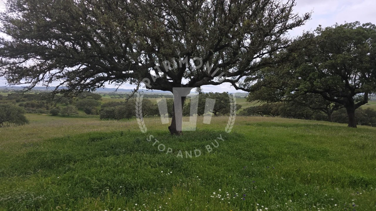 Quinta para Venda em Ourique Foto 44