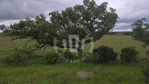 Quinta para Venda em Ourique