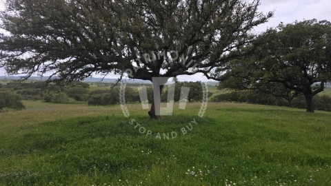 Quinta para Venda em Ourique