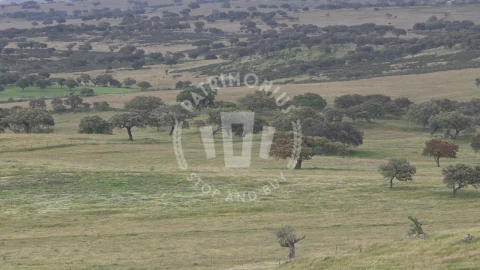 Quinta para Venda em Ourique