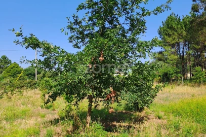 Terreno para Venda em Águeda e Borralha