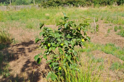 Terreno para Venda em Águeda e Borralha