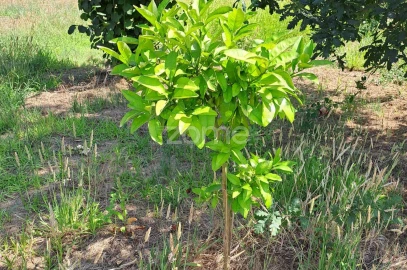 Terreno para Venda em Águeda e Borralha