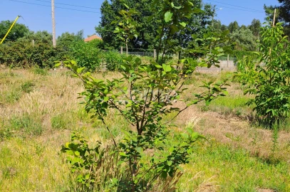 Terreno para Venda em Águeda e Borralha